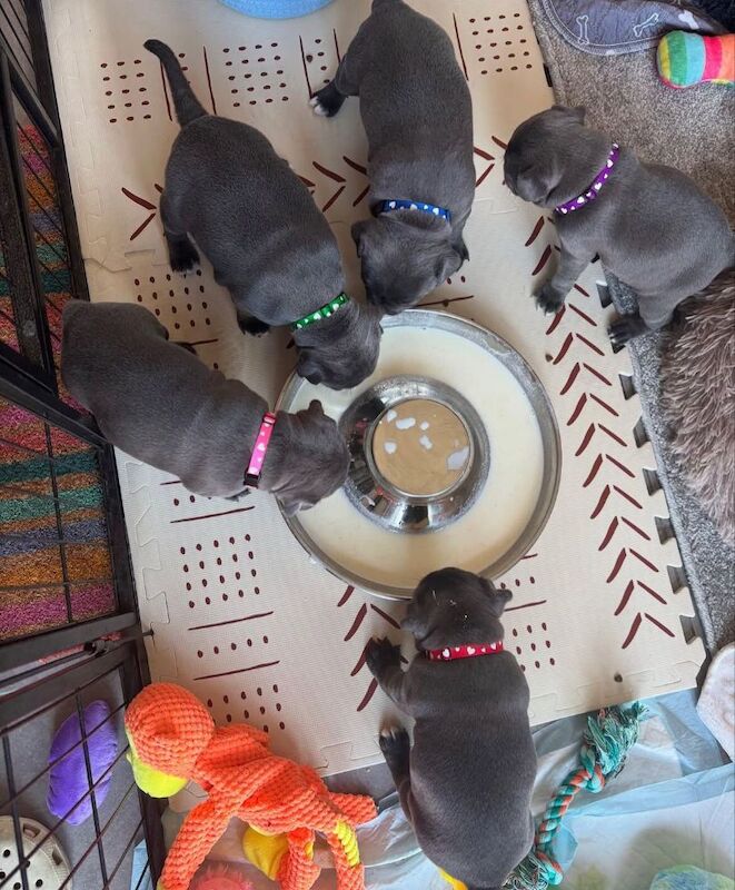 Beautiful blue staffordshire bull terrier puppies for sale in Edinburgh, City of Edinburgh | Image 4