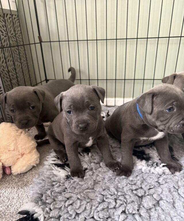 Beautiful Blue Staffordshire Bull Terrier Puppies