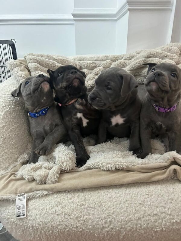Staffordshire Bull Terrier puppies for sale in Dartford, Kent β KC registered, 9 weeks old