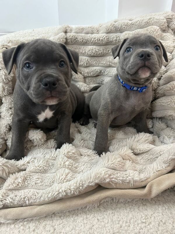 Staffordshire Bull Terrier puppies for sale in Dartford, Kent – KC registered, 9 weeks old - Image 2 of 3