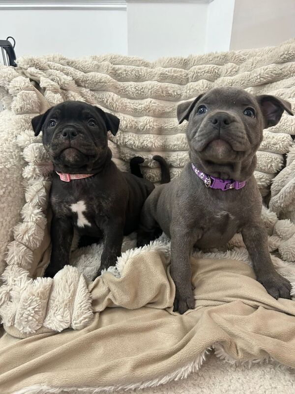 Staffordshire Bull Terrier puppies for sale in Dartford, Kent – KC registered, 9 weeks old - Image 3 of 3