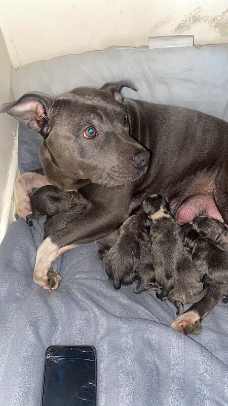 Staffordshire Bull Terrier puppies for sale in Callander, Stirling and Falkirk – 3 days old