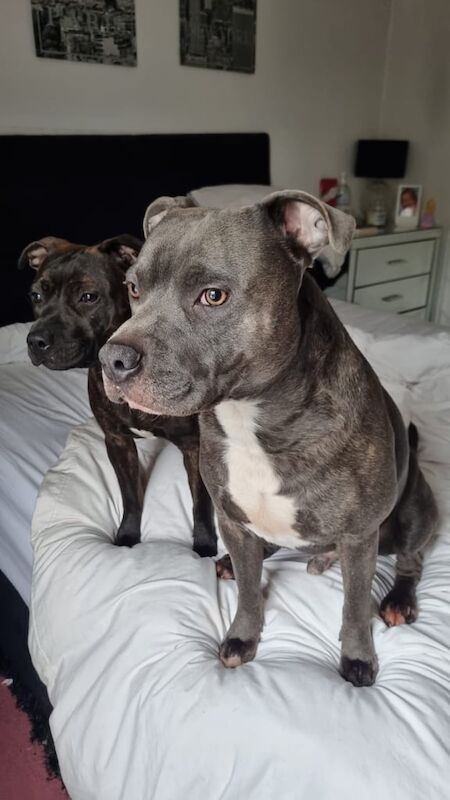 Staffordshire Bull Terrier puppies for sale in Callander, Stirling and Falkirk – 1 week old - Image 3 of 3