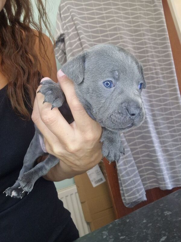 Staffordshire Bull Terrier puppies for sale in Havant, Hampshire – 4 weeks old