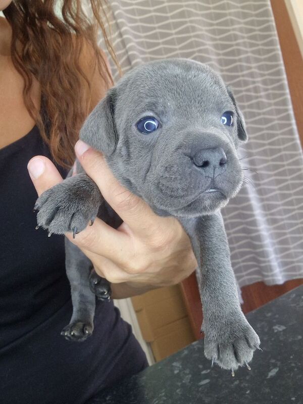 Staffordshire Bull Terrier puppies for sale in Havant, Hampshire – 5 weeks old - Image 2 of 11