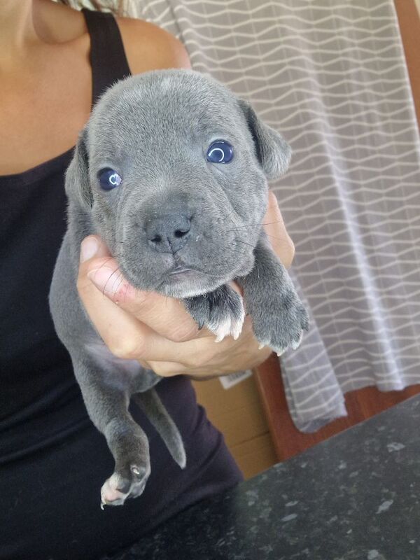 Staffordshire Bull Terrier puppies for sale in Havant, Hampshire – 5 weeks old - Image 3 of 11