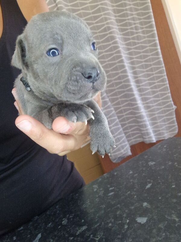 Staffordshire Bull Terrier puppies for sale in Havant, Hampshire – 5 weeks old - Image 4 of 11