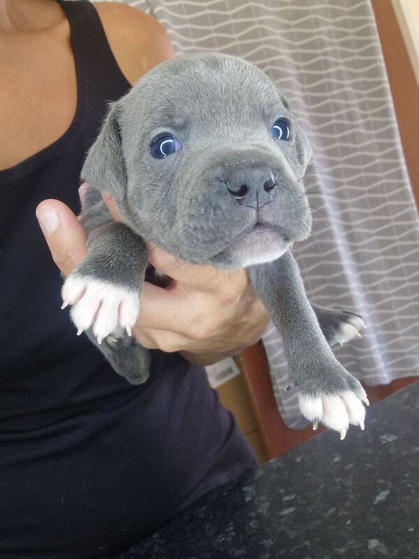 Staffordshire Bull Terrier puppies for sale in Havant, Hampshire – 5 weeks old - Image 5 of 11