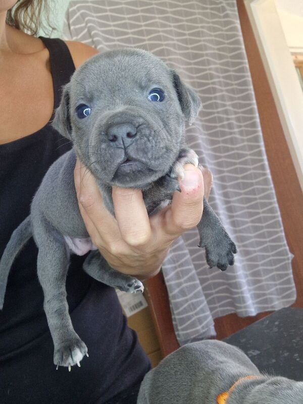 Staffordshire Bull Terrier puppies for sale in Havant, Hampshire – 5 weeks old - Image 6 of 11
