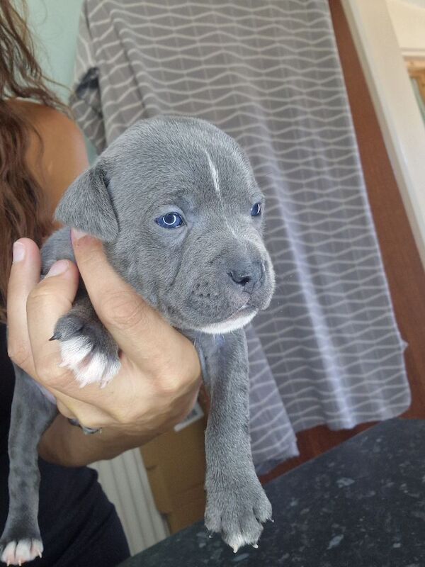 Staffordshire Bull Terrier puppies for sale in Havant, Hampshire – 5 weeks old - Image 7 of 11