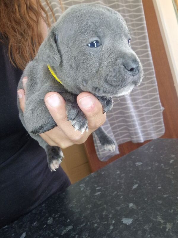 Staffordshire Bull Terrier puppies for sale in Havant, Hampshire – 5 weeks old - Image 9 of 11