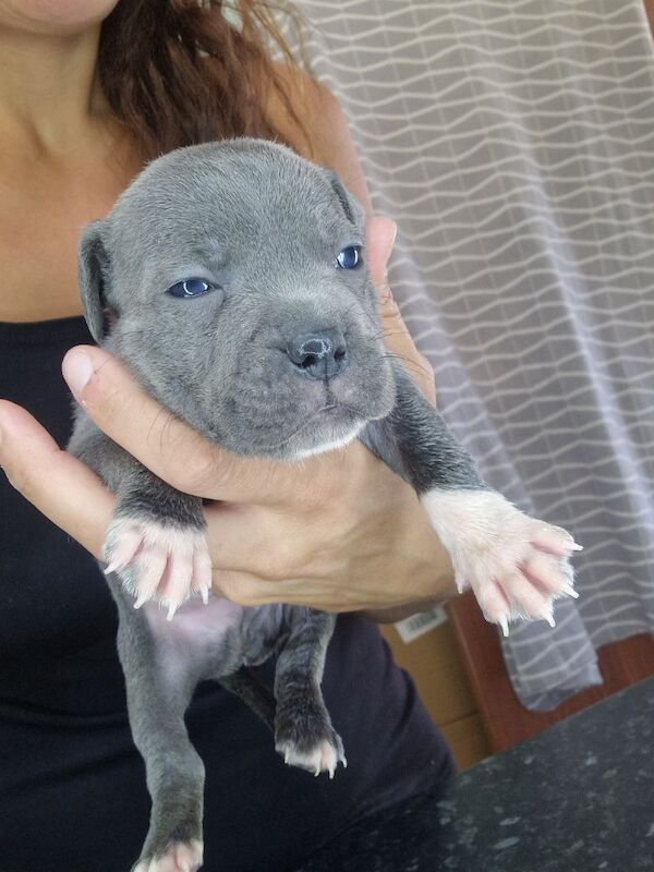 Staffordshire Bull Terrier puppies for sale in Havant, Hampshire – 5 weeks old - Image 10 of 11