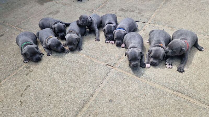 Staffordshire Bull Terrier puppies for sale in Havant, Hampshire – 5 weeks old - Image 11 of 11