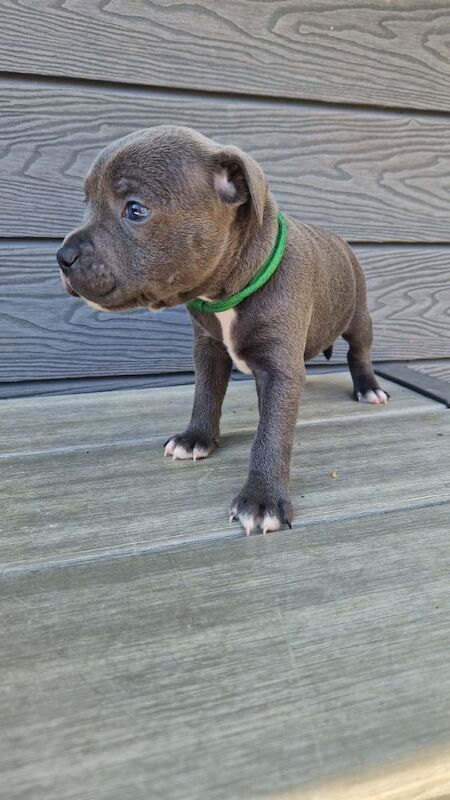 Staffordshire Bull Terrier puppies for sale in Havant, Hampshire – 5 weeks old