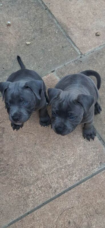 Beautiful blue staffy puppys