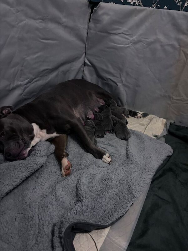 Beautiful Blue staffy pups - Image 3 of 6