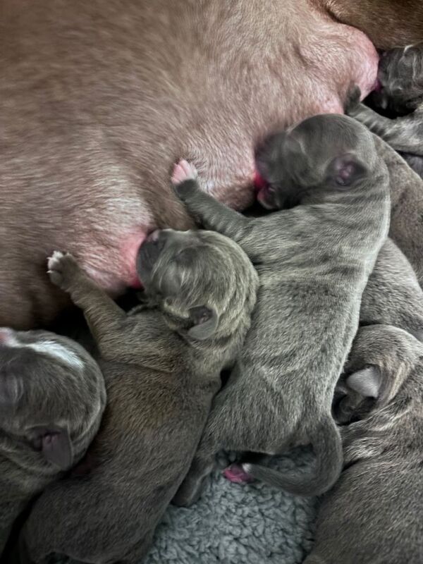 Beautiful Blue staffy pups - Image 4 of 6