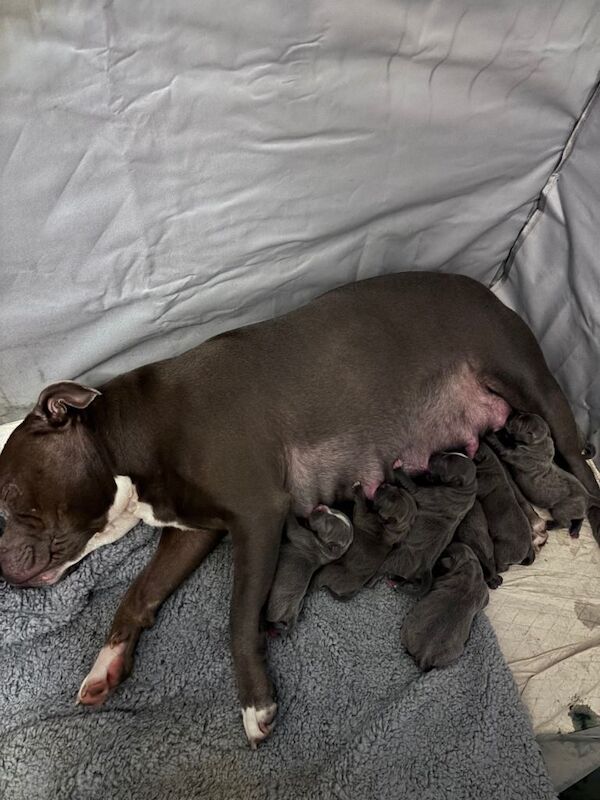 Beautiful Blue staffy pups - Image 5 of 6