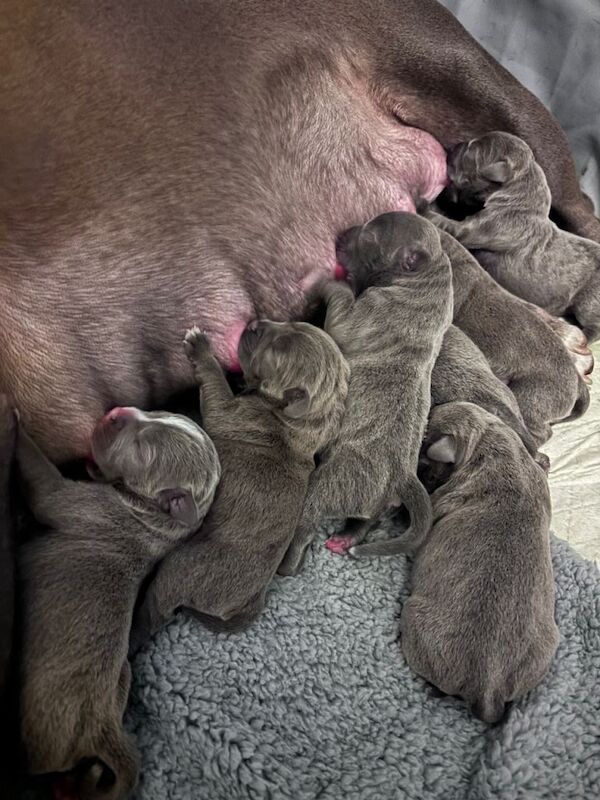 Beautiful Blue staffy pups - Image 6 of 6