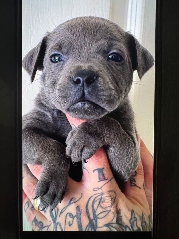 Staffordshire Bull Terrier puppies for sale in Kingston upon Hull, East Riding of Yorkshire – KC registered, 7 weeks old