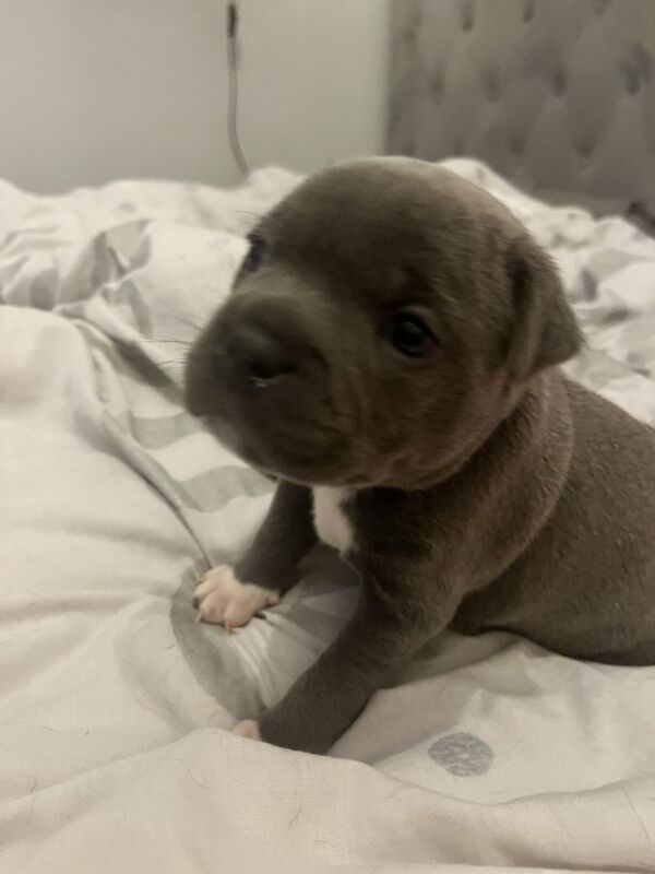 Beautiful blue Staffy pups. Fully registered. for sale in Bristol