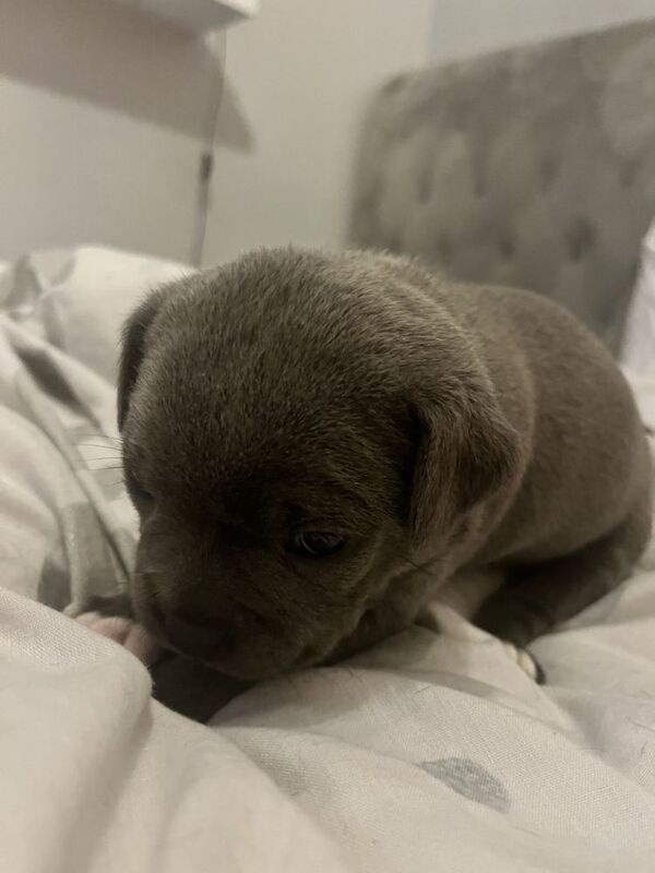 Beautiful blue Staffy pups. Fully registered. for sale in Bristol | Image 2