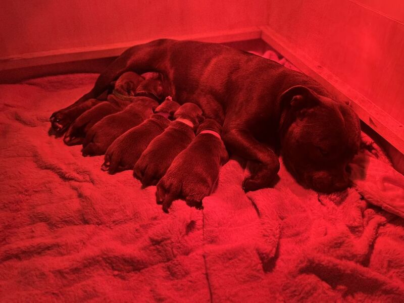Beautiful blue Staffy pups. Fully registered. for sale in Bristol | Image 3