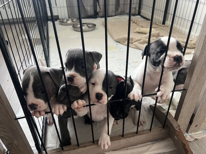 Staffordshire Bull Terrier puppies for sale in Clacton-on-Sea, Essex – 6 weeks old - Image 2 of 10