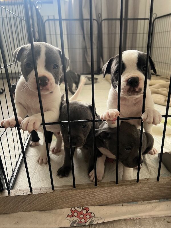 Staffordshire Bull Terrier puppies for sale in Clacton-on-Sea, Essex – 6 weeks old - Image 3 of 10