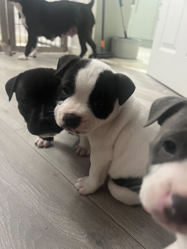 Staffordshire Bull Terrier puppies for sale in Clacton-on-Sea, Essex – 6 weeks old - Image 4 of 10