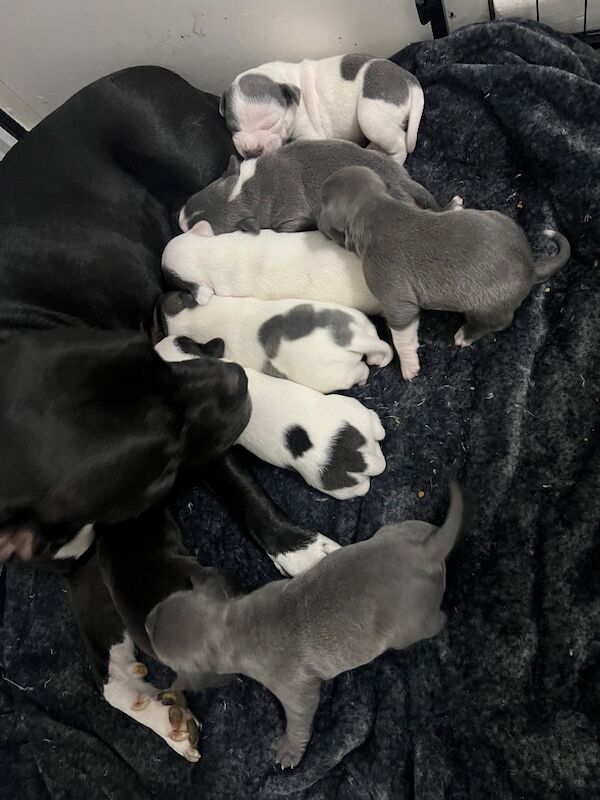 Staffordshire Bull Terrier puppies for sale in Clacton-on-Sea, Essex – 6 weeks old - Image 7 of 10