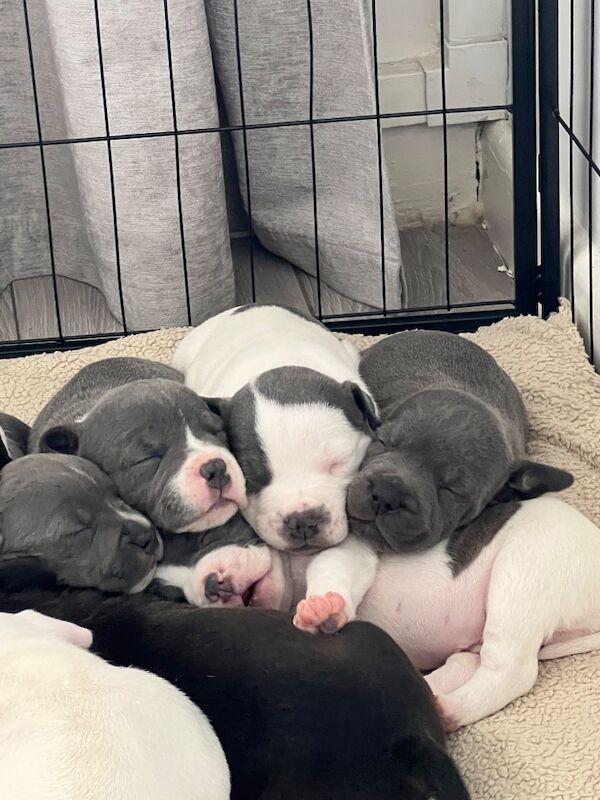 Staffordshire Bull Terrier puppies for sale in Clacton-on-Sea, Essex – 6 weeks old - Image 8 of 10