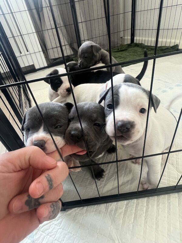Staffordshire Bull Terrier puppies for sale in Clacton-on-Sea, Essex – 6 weeks old - Image 9 of 10