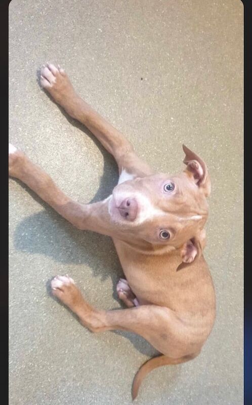 Staffordshire Bull Terrier puppies for sale in Hall Green, West Midlands – 1 year old - Image 1 of 3