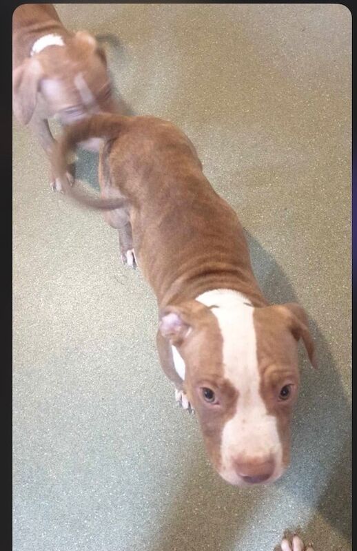 Staffordshire Bull Terrier puppies for sale in Hall Green, West Midlands – 1 year old - Image 2 of 3