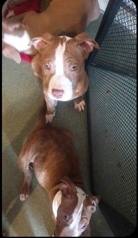 Staffordshire Bull Terrier puppies for sale in Hall Green, West Midlands – 1 year old - Image 3 of 3