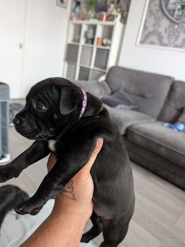 Beautiful Chunky Staffordshire bull terrier for sale in Sheffield, South Yorkshire | Image 2