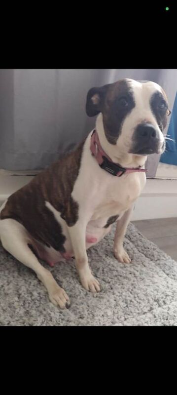 Beautiful Chunky Staffordshire bull terriers for sale.