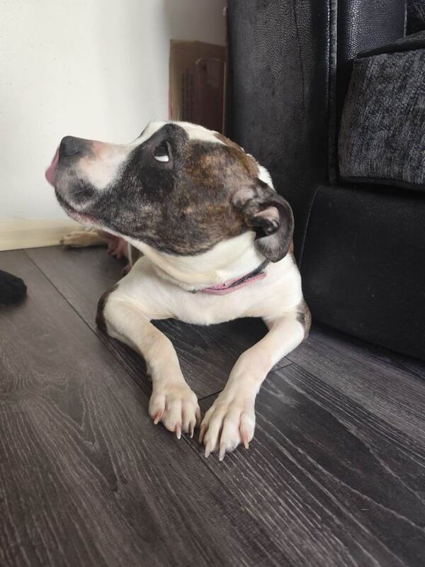 Beautiful Chunky Staffordshire bull terriers for sale. - Image 2 of 4
