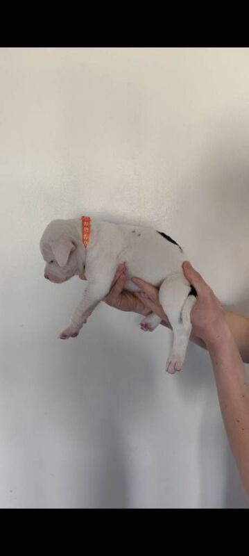 Beautiful Chunky Staffordshire bull terriers for sale. - Image 3 of 4