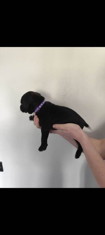 Beautiful Chunky Staffordshire bull terriers for sale. - Image 4 of 4