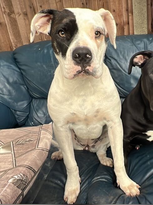 Beautiful female for sale - Image 2 of 5