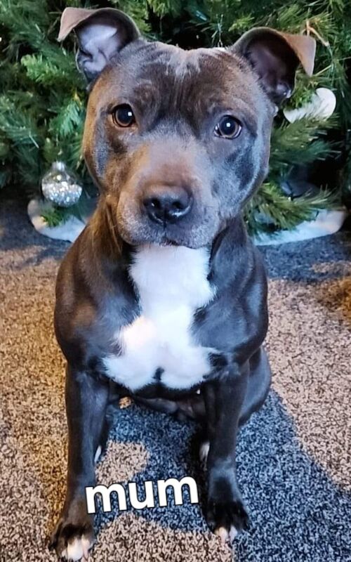Beautiful kc Blue Staffordshire Bull Terrior Puppies for sale in Blackpool, Lancashire | Image 2