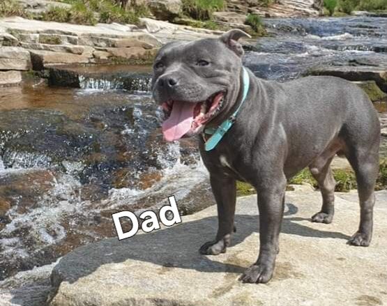 Staffordshire Bull Terrier puppies for sale in Blackpool, Lancashire – KC registered, 1 year old - Image 3 of 12