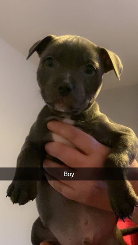 Staffordshire Bull Terrier puppies for sale in Blackpool, Lancashire – KC registered, 1 year old - Image 4 of 12