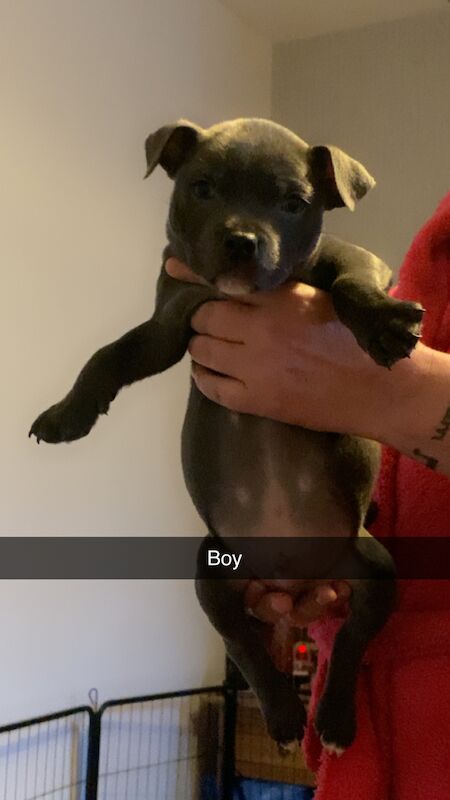 Staffordshire Bull Terrier puppies for sale in Blackpool, Lancashire – KC registered, 1 year old - Image 5 of 12