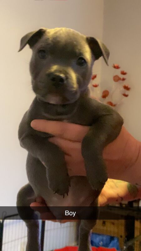 Staffordshire Bull Terrier puppies for sale in Blackpool, Lancashire – KC registered, 1 year old - Image 6 of 12