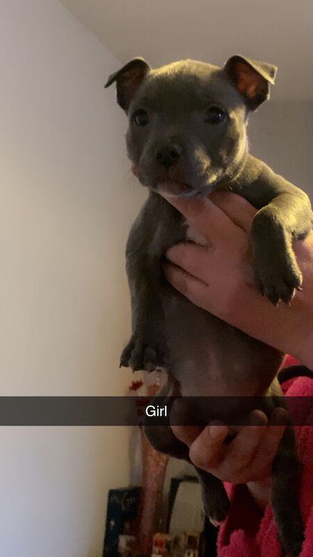 Staffordshire Bull Terrier puppies for sale in Blackpool, Lancashire – KC registered, 1 year old - Image 8 of 12