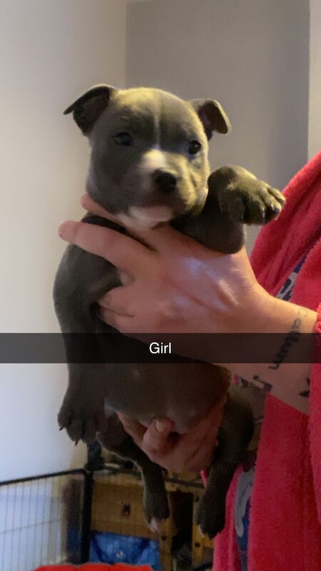 Staffordshire Bull Terrier puppies for sale in Blackpool, Lancashire – KC registered, 1 year old - Image 9 of 12