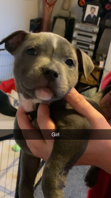 Staffordshire Bull Terrier puppies for sale in Blackpool, Lancashire – KC registered, 1 year old - Image 11 of 12